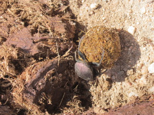 Seen on my way out.  Judy, there are still dung beetles :) 