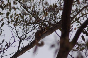 DSC_0146 (2)